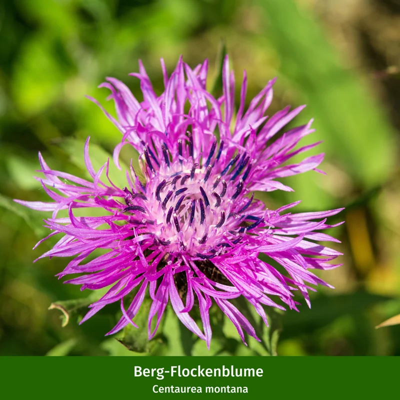 Staudenbeet "Romantischer Bauerngarten"