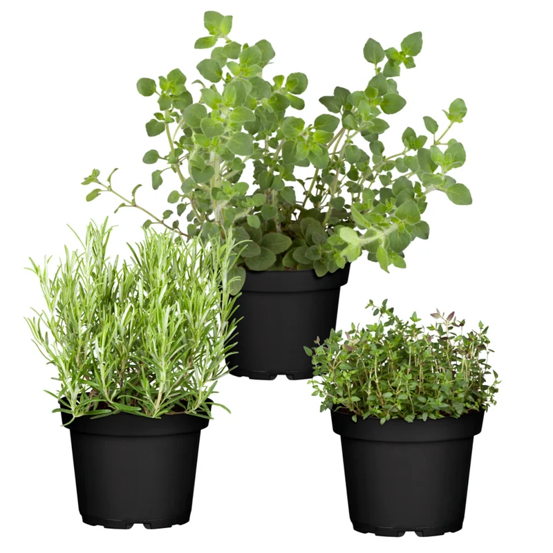Gartenkräuter "Mediterraner Genuss"
