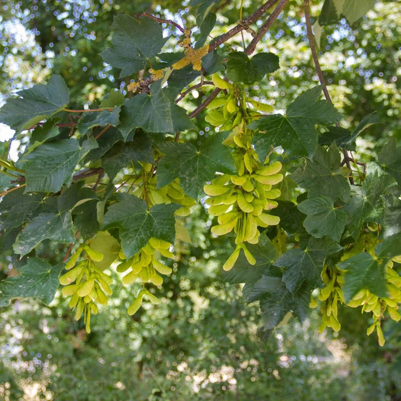 Feldahorn