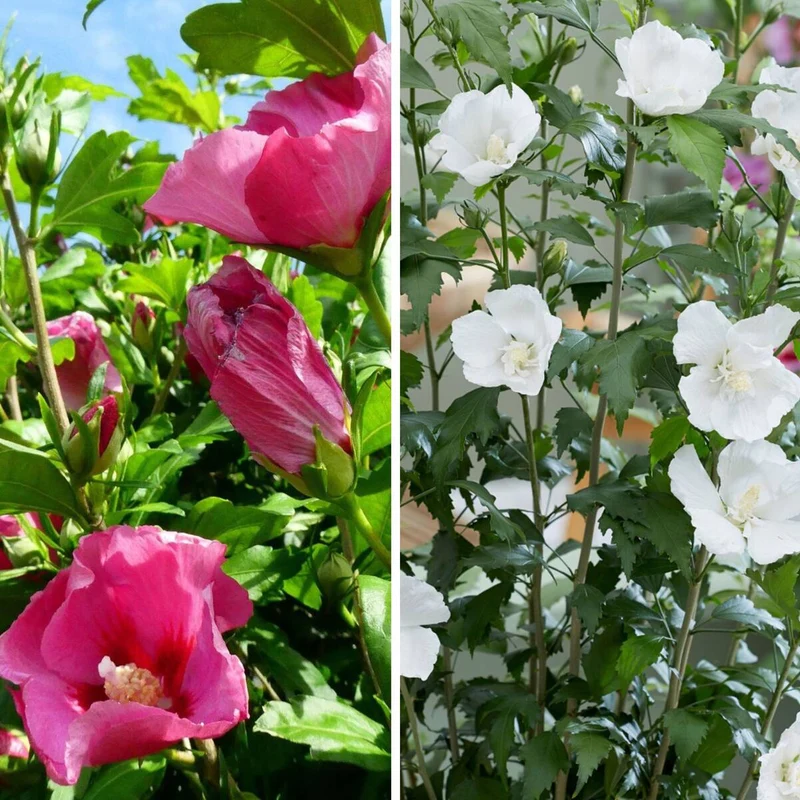 Gartenhibiskus 'Flower Tower' White & Ruby, 2 Pflanzen