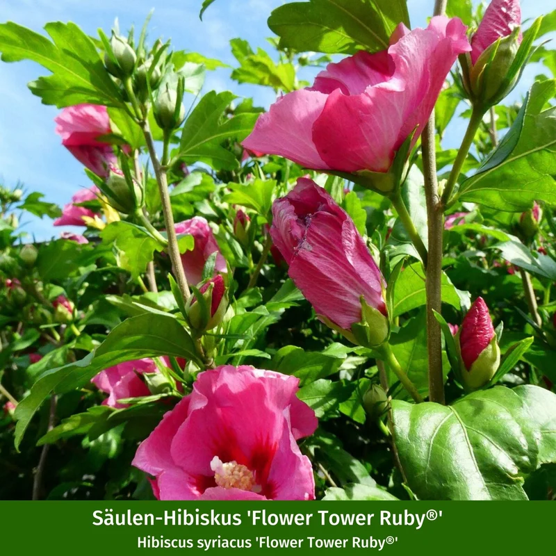 Gartenhibiskus 'Flower Tower' White & Ruby, 2 Pflanzen