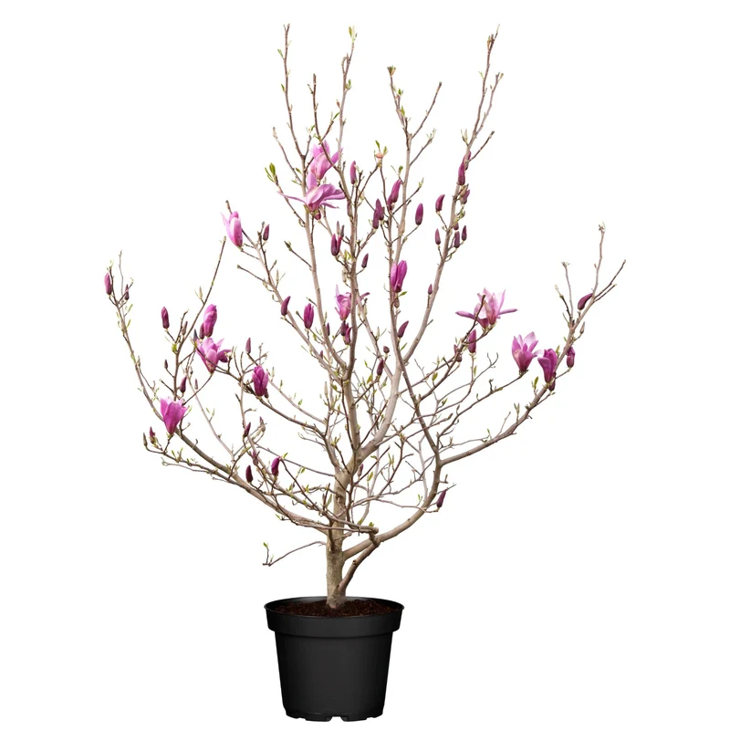 Tulpenmagnolie 'Susan'
