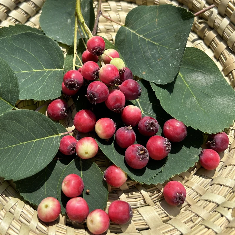 Erlenblättrige Felsenbirne 'Greatberry® Farm'