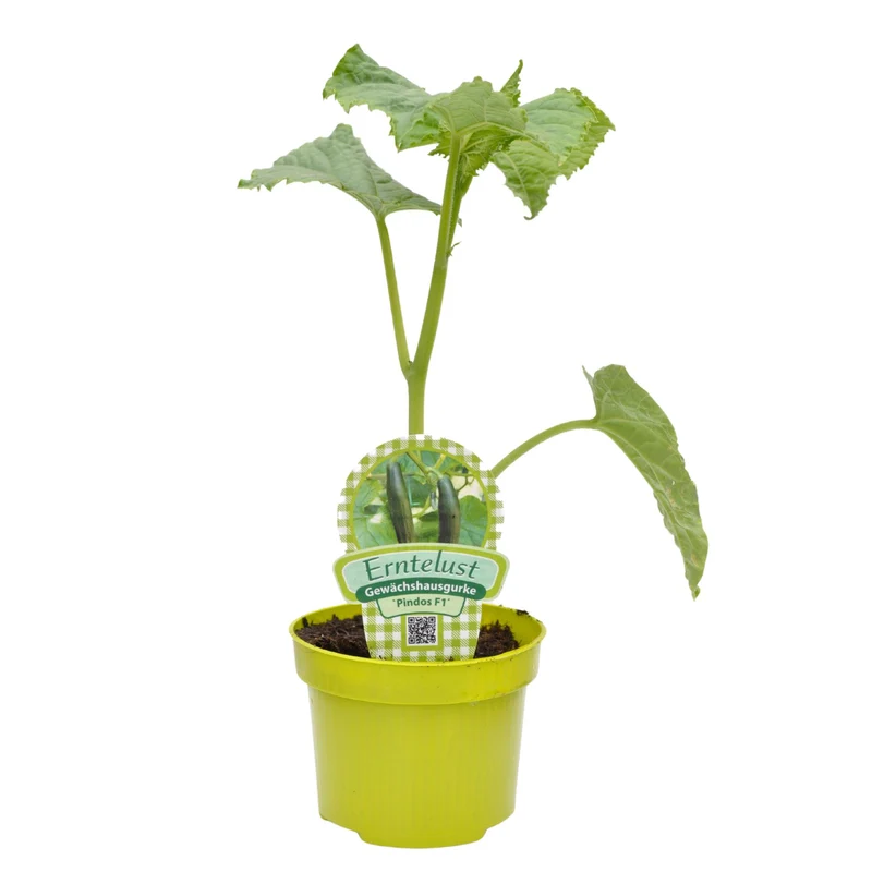 Salatgurke 'Pindos'