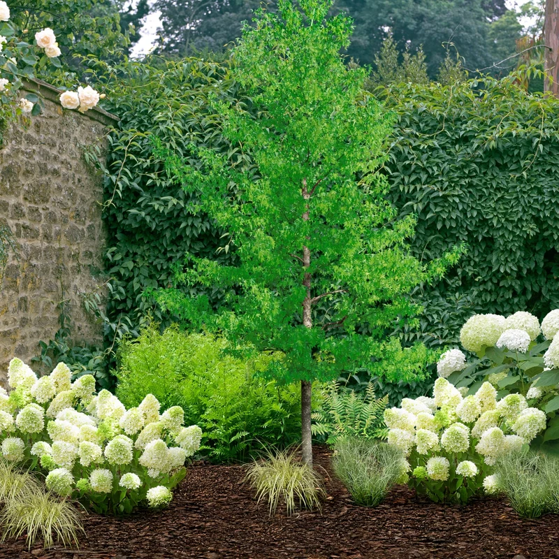 Pflanzen-Set “Vielfalt für halbschattige Gartenecken"