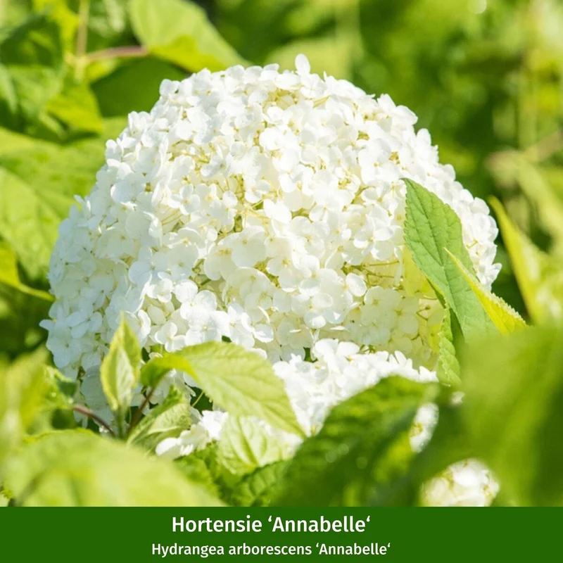 Pflanzen-Set “Vielfalt für halbschattige Gartenecken"