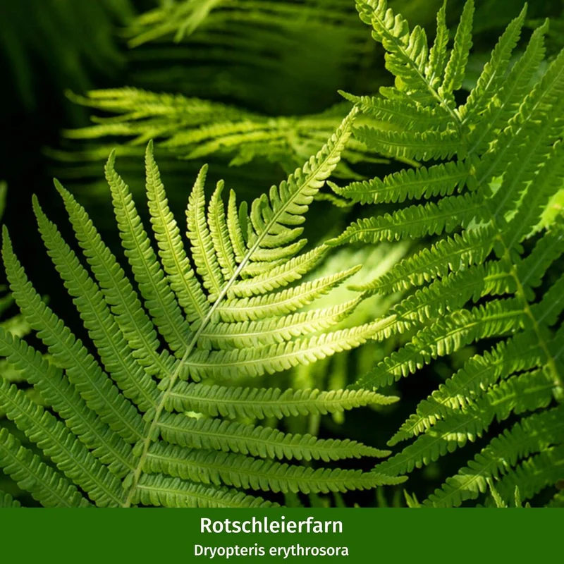 Pflanzen-Set “Vielfalt für halbschattige Gartenecken"