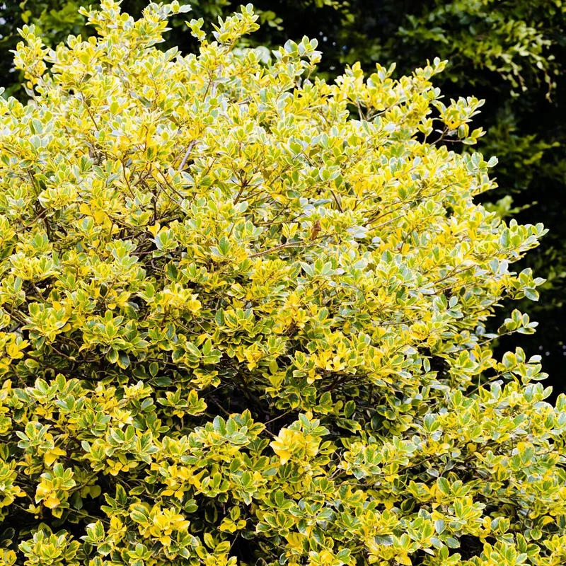 Goldligusterhecke 'Aureum', 8 Pflanzen