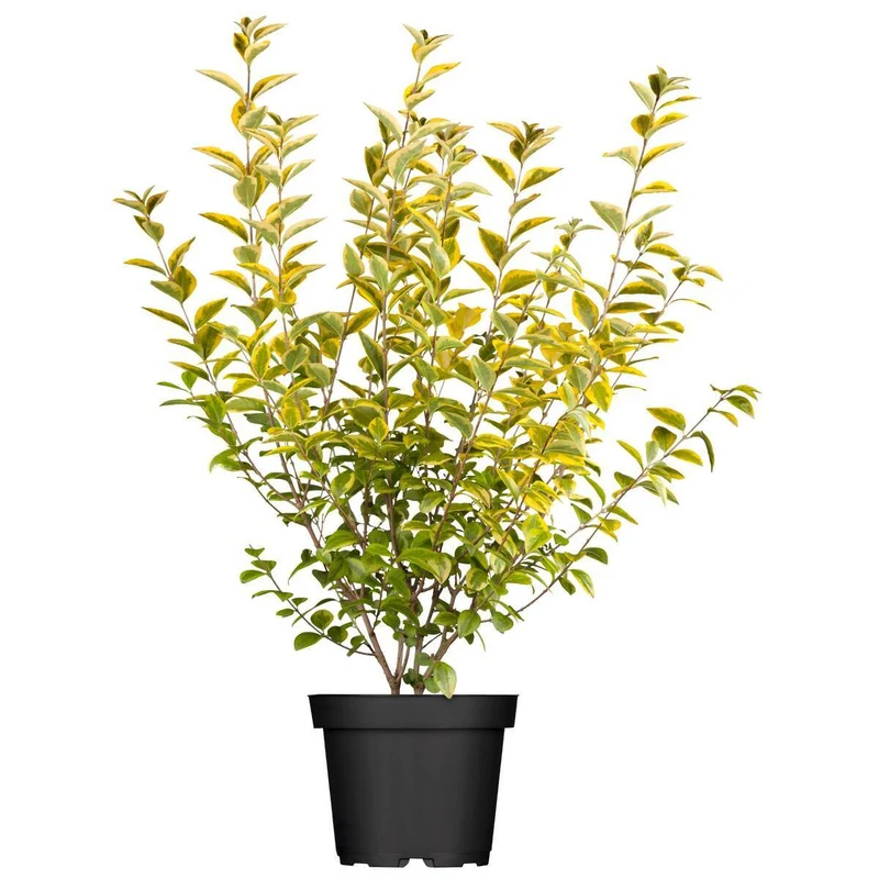 Goldligusterhecke 'Aureum', 8 Pflanzen