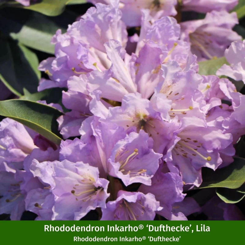 Rhododendron-Set "Dufttrio", 5 Pflanzen