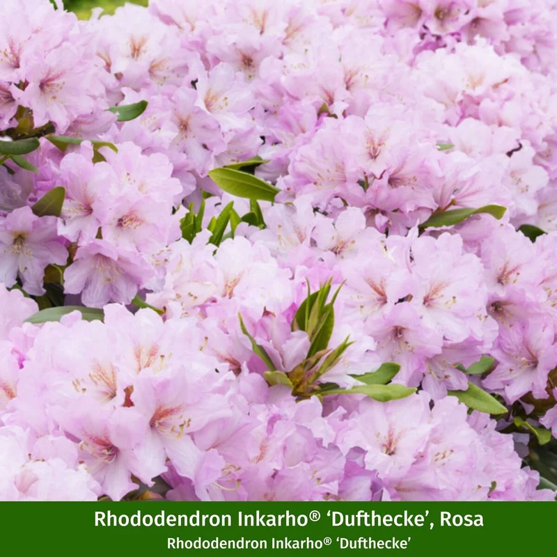 Rhododendron-Set "Dufttrio", 5 Pflanzen
