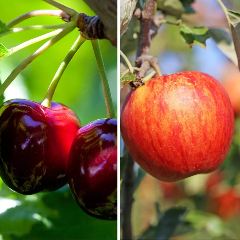 Bio Apfel & Kirsche, 2 Pflanzen