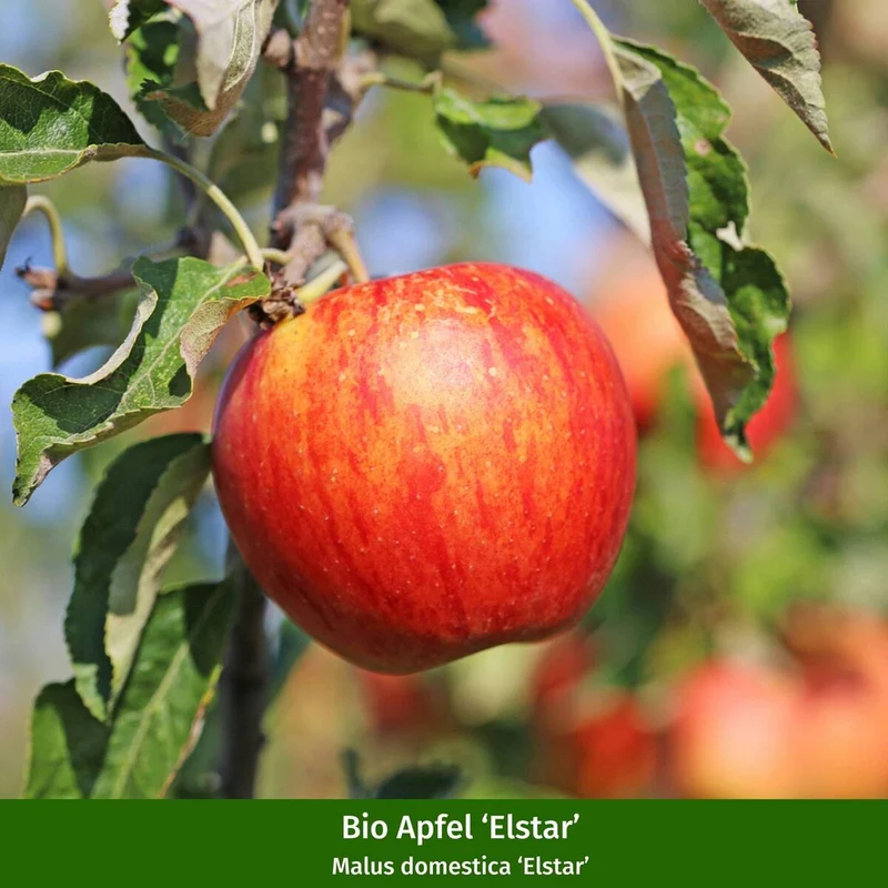 Bio Apfel & Kirsche, 2 Pflanzen
