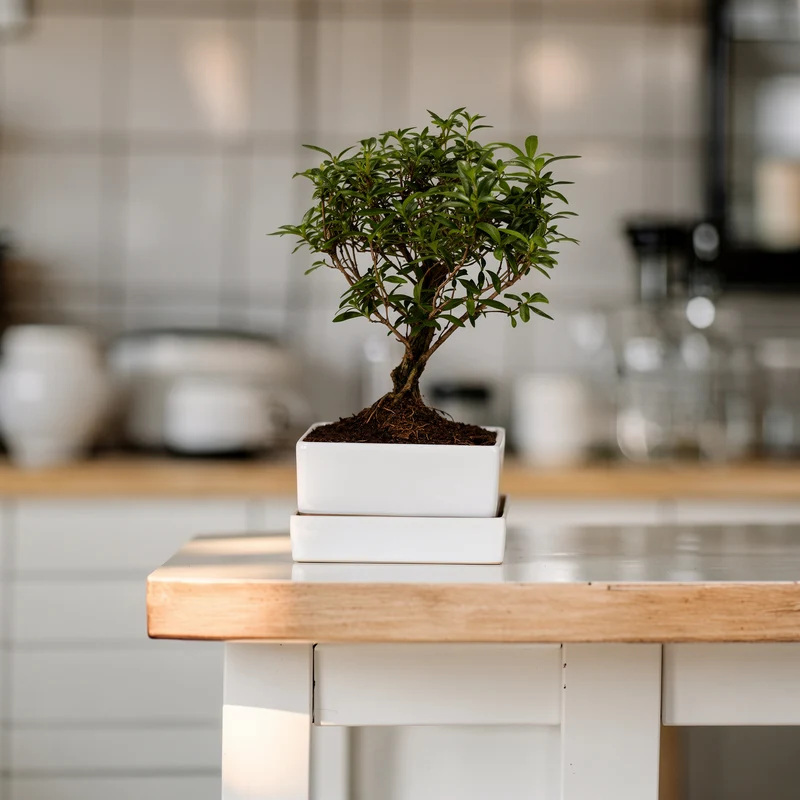 Bonsai-Serissa im Keramiktopf mit Wasserspeicher
