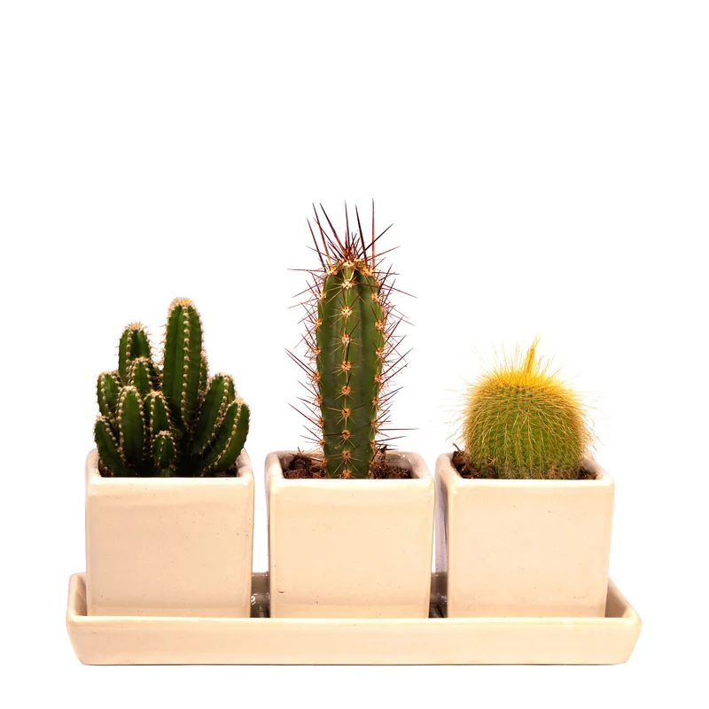 Kakteen-Trio, 3 Pflanzen