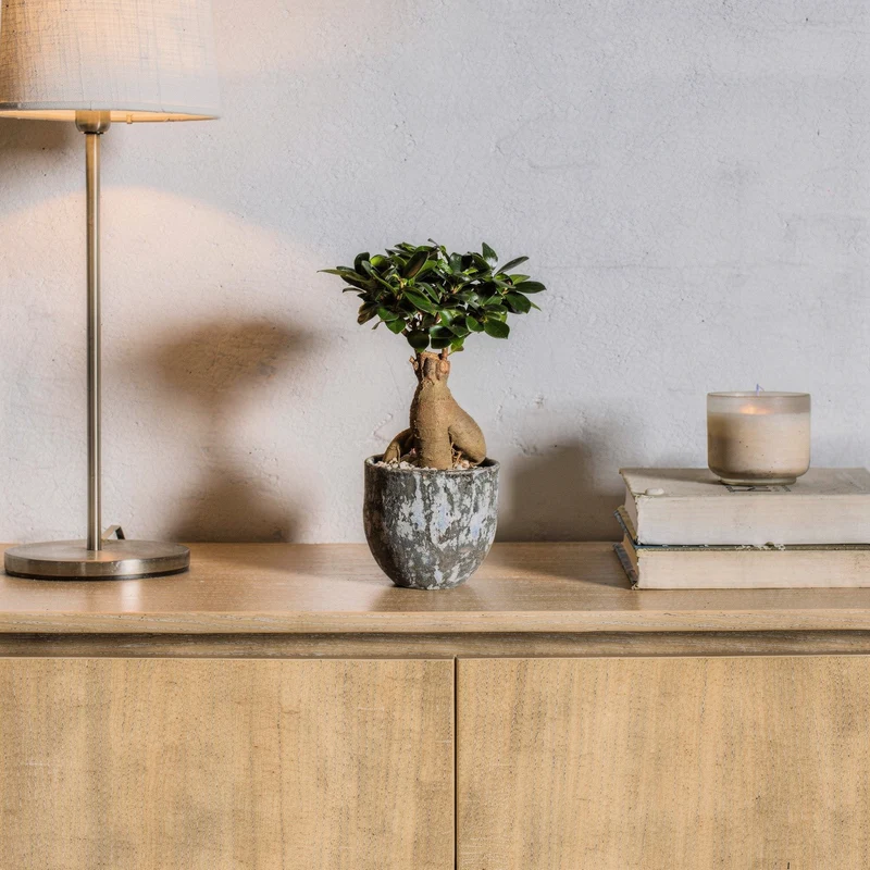 Ginseng-Bonsai im Topf "Porto"