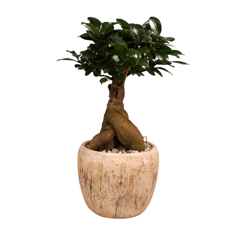 Ginseng-Bonsai im Topf "Porto"