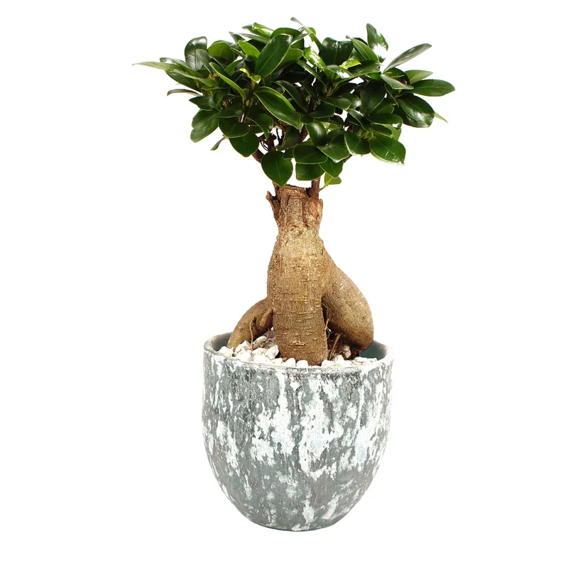 Ginseng-Bonsai im Topf "Porto"