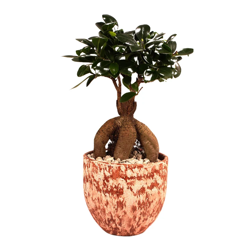 Ginseng-Bonsai im Topf "Porto"