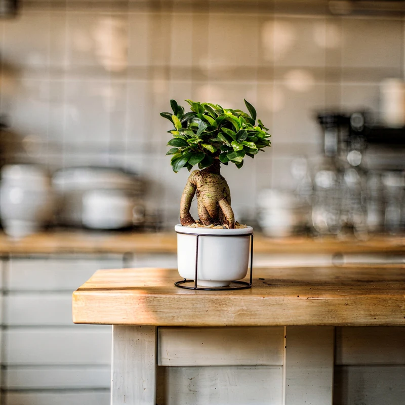 Ginseng-Bonsai im Betontopf