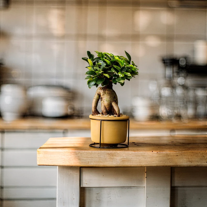 Ginseng-Bonsai im Betontopf