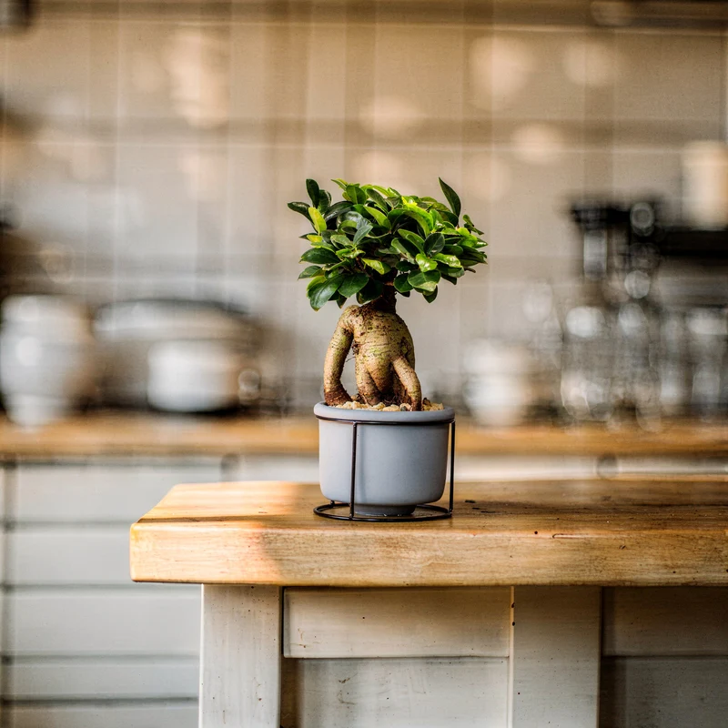 Ginseng-Bonsai im Betontopf