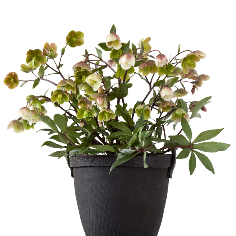 Christrose 'Winterbells'