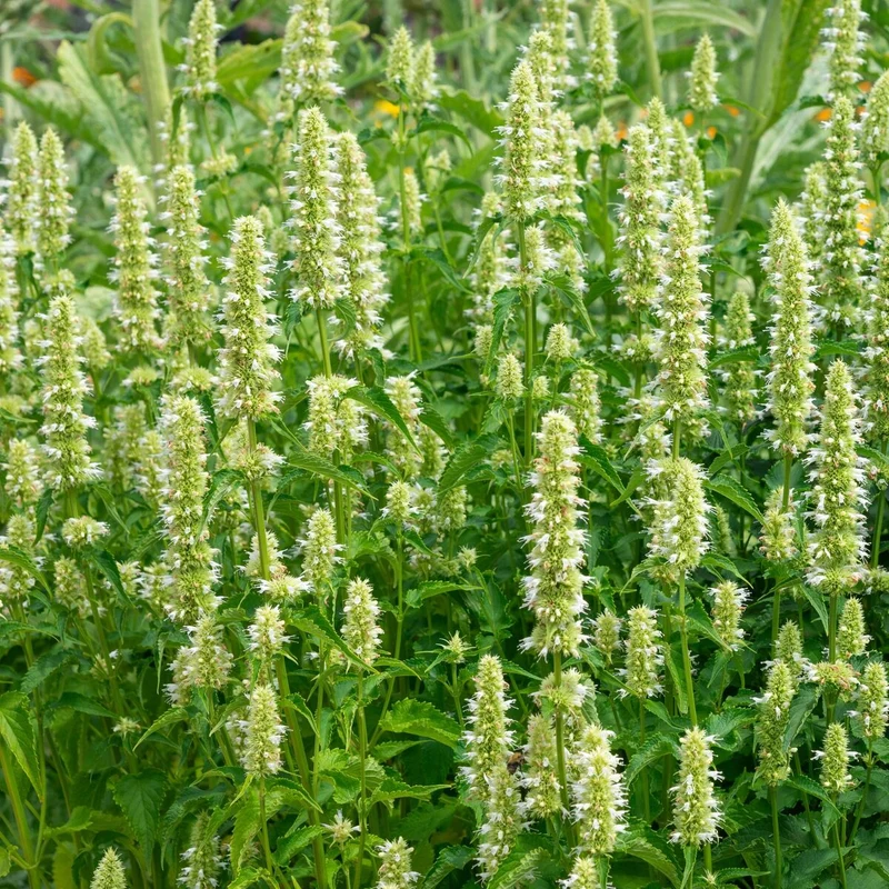 Duftnessel 'Alabaster'