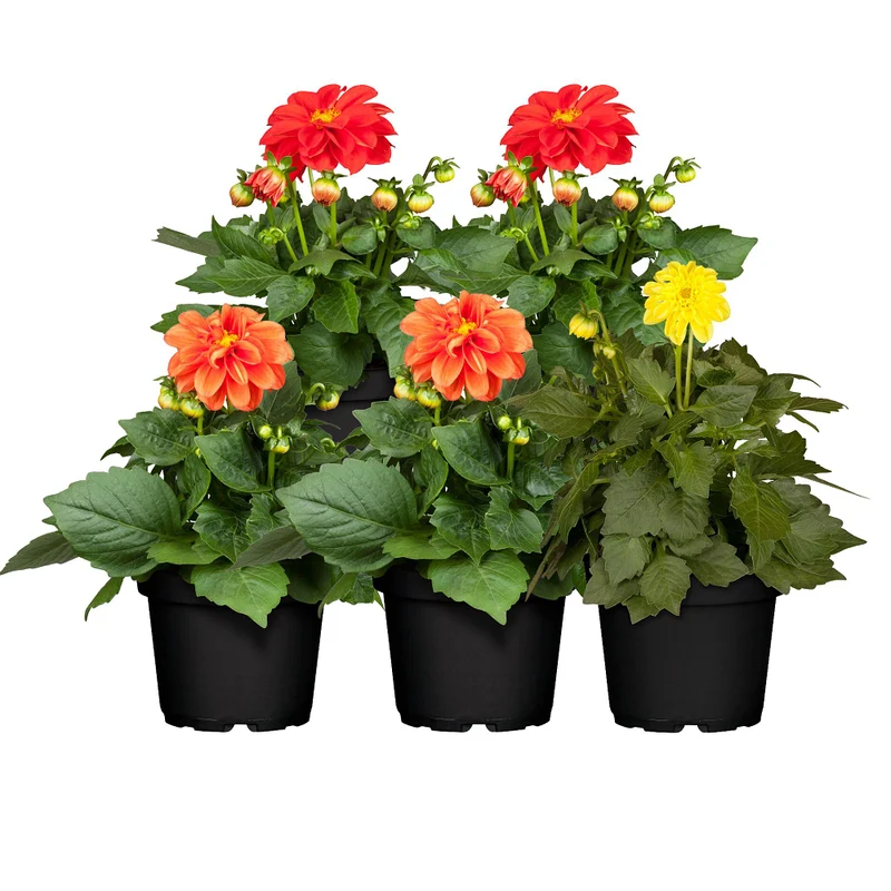 Balkonblumen "Blütenfeuer Dahlien"