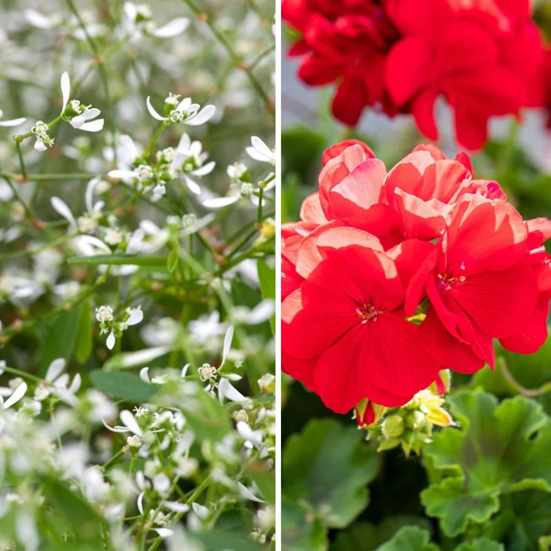Balkonblumen "Schneeweiß & Blutrot"