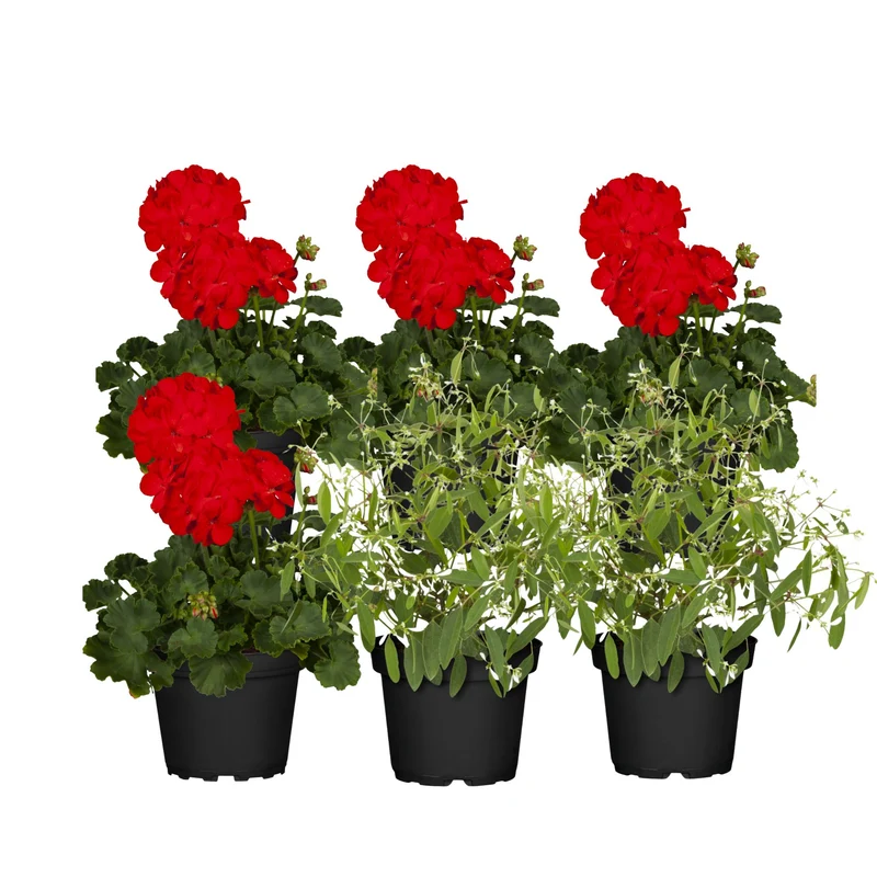 Balkonblumen "Schneeweiß & Blutrot"