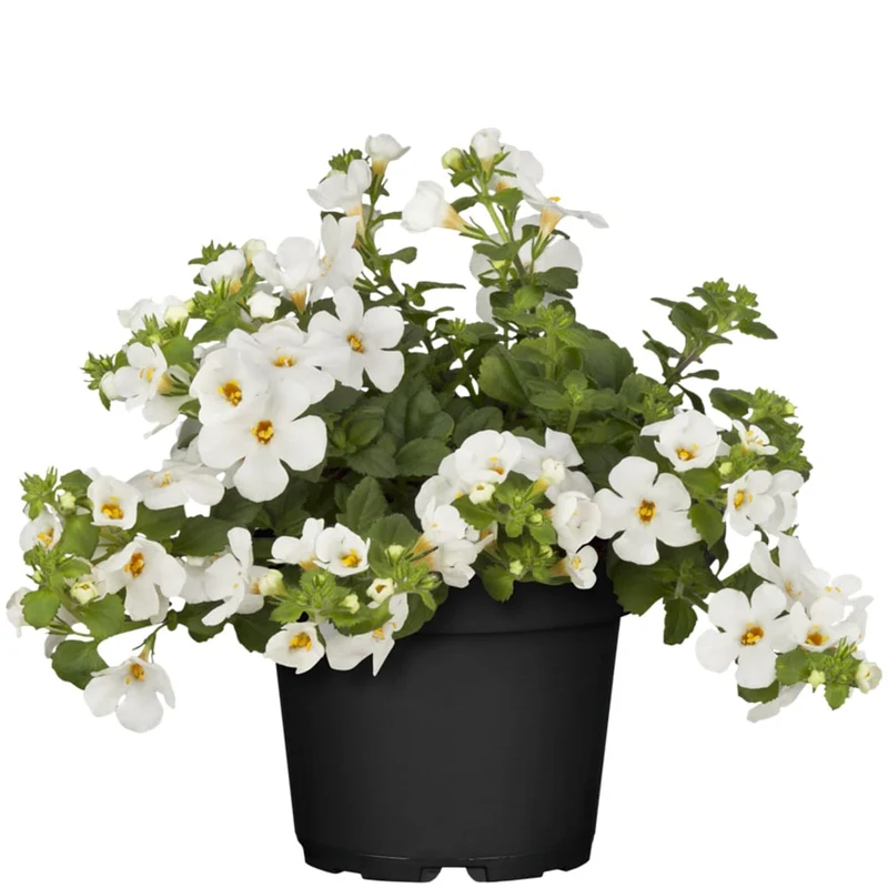 Balkonblumen "Langblühender Schattenplatz"