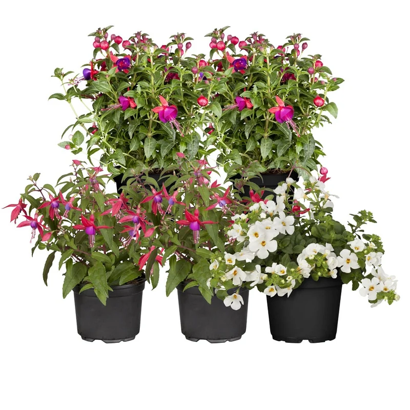 Balkonblumen "Dauerblühende Schattenkünstler"