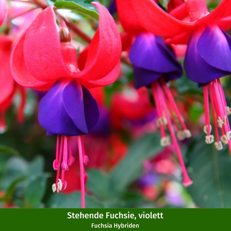 Balkonblumen "Dauerblühende Schattenkünstler"
