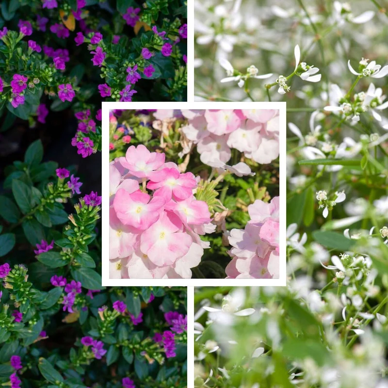 Balkonblumen "Romantische Blütenpracht“