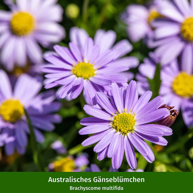 Balkonblumen "Blütensommer in Pastell"