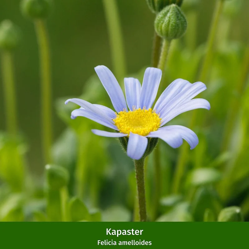 Balkonblumen "Hitzetolerante Sonnenanbeter"