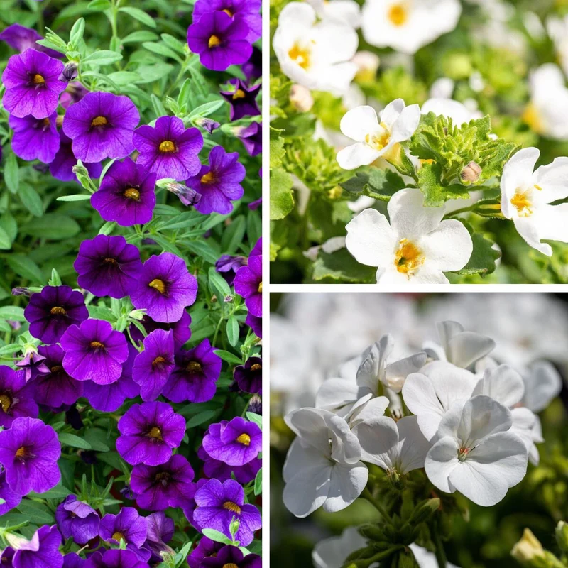 Balkonblumen "Blau-Weiße Sommerkühle"