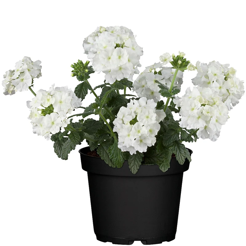 Balkonblumen "Pastellfarbener Sommertraum"