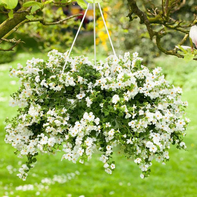 Schneeflockenblume
