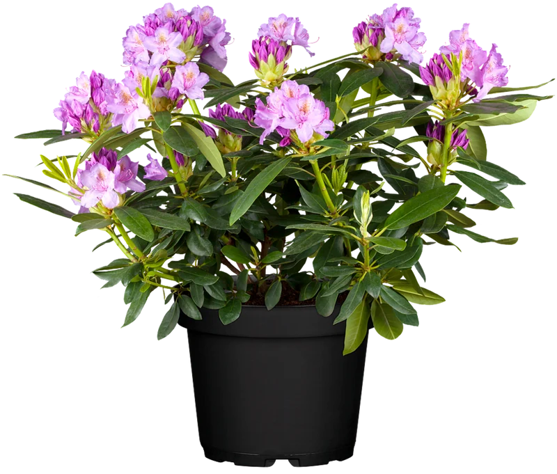 Rhododendron 'Catawbiense Grandiflorum'