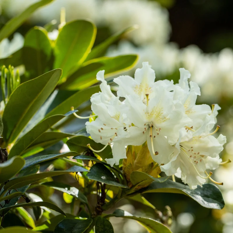 Rhododendron 'Cunninghams White'