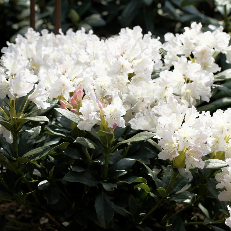 Rhododendron 'Cunninghams White'