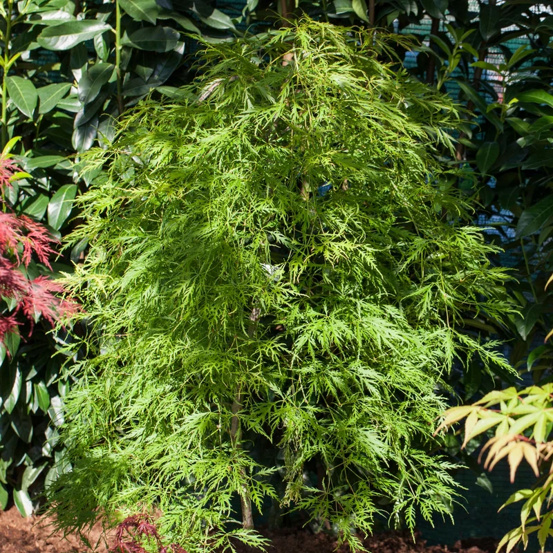 Schlitzahorn 'Dissectum Viridis'