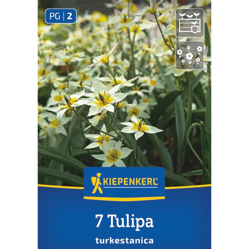 Kiepenkerl Wildtulpe 'Turkestanica'