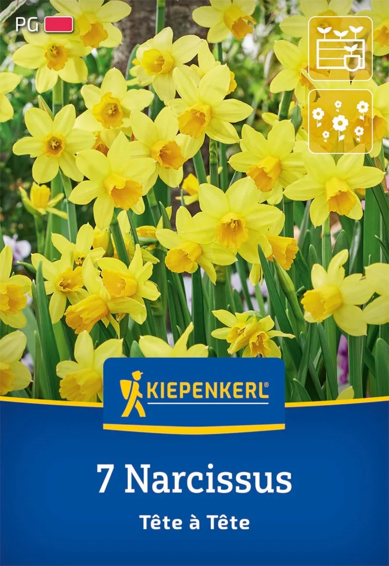 Kiepenkerl Narzisse 'Tête à Tête'