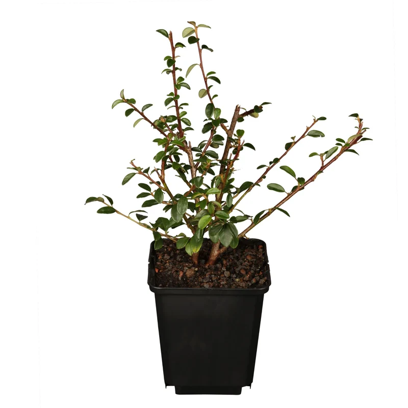 Teppichmispel 'Coral Beauty'