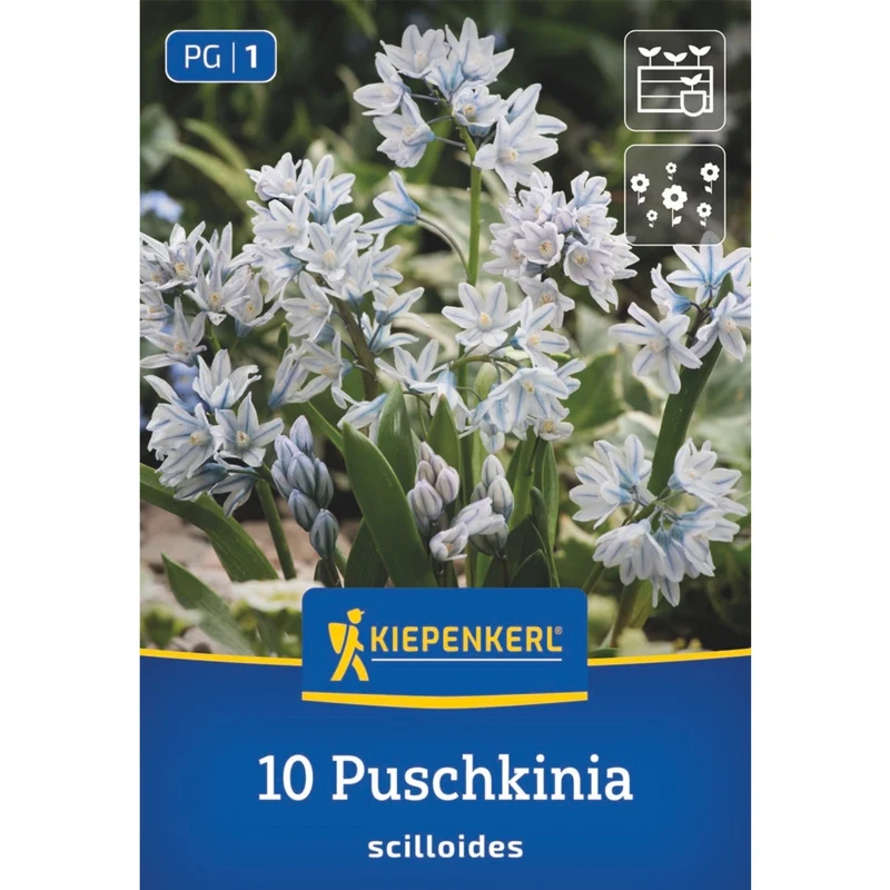 Kiepenkerl Puschkinie
