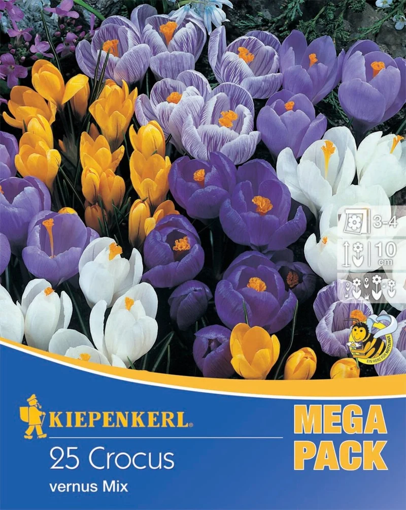Kiepenkerl Garten-Krokus Mischung, Mega-Pack