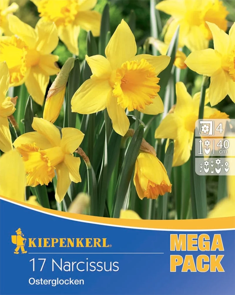 Kiepenkerl Narzissen "Osterglocken", Mega-Pack